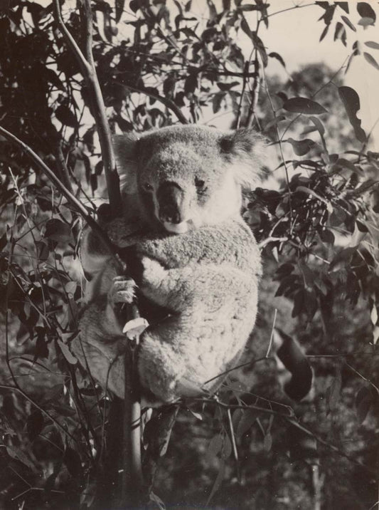 Climbing Koala Bear.