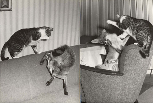 Fox And Cat In A Berlin Home