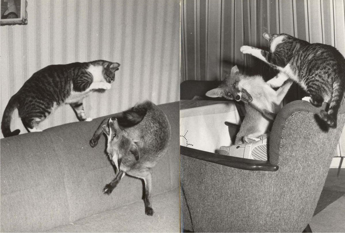Fox And Cat In A Berlin Home
