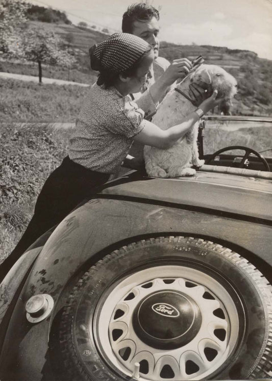 Combing The Dog