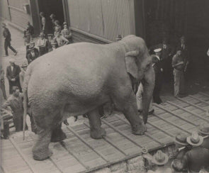 [Elephant].