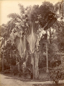 [Travellers Palm].
