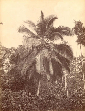 [Cocoa-Nut Palm].