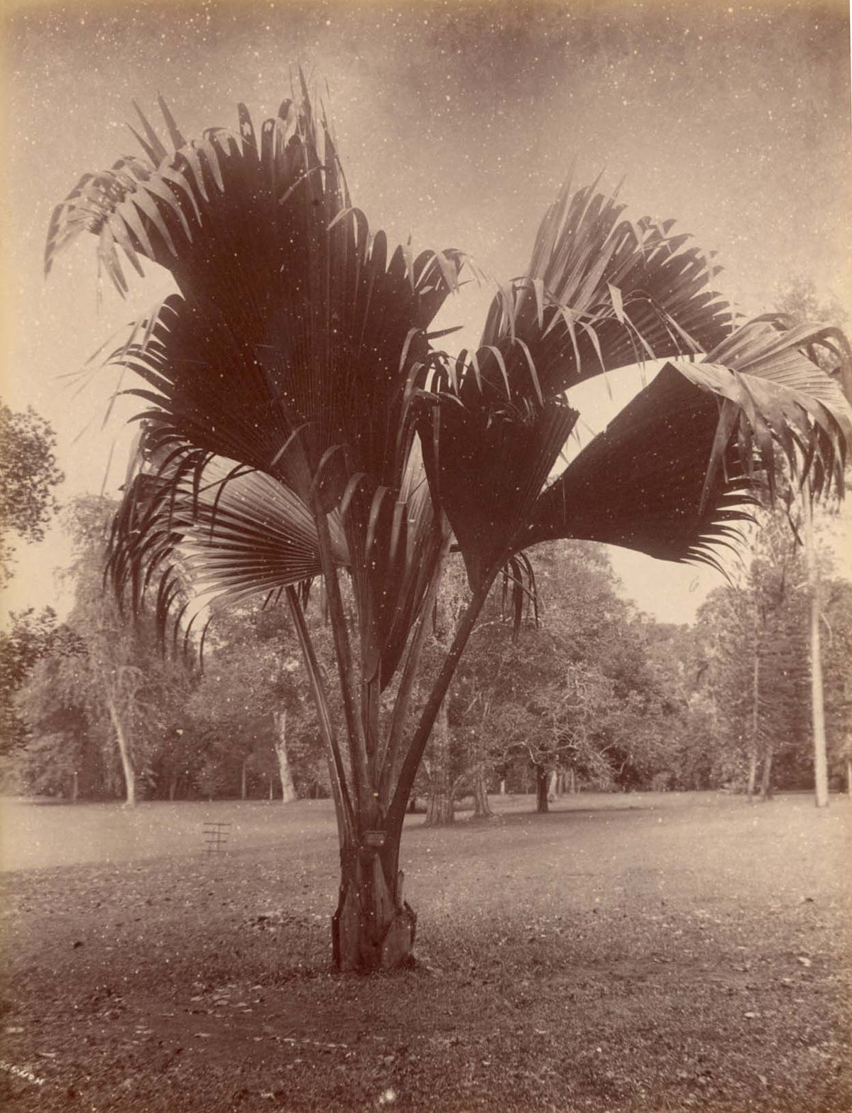 [Palm Tree].
