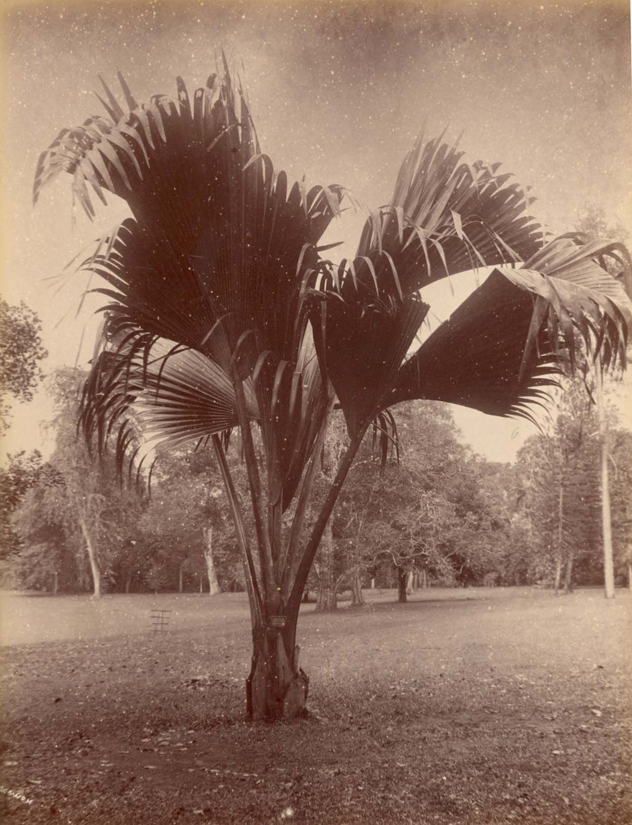 [Palm Tree].