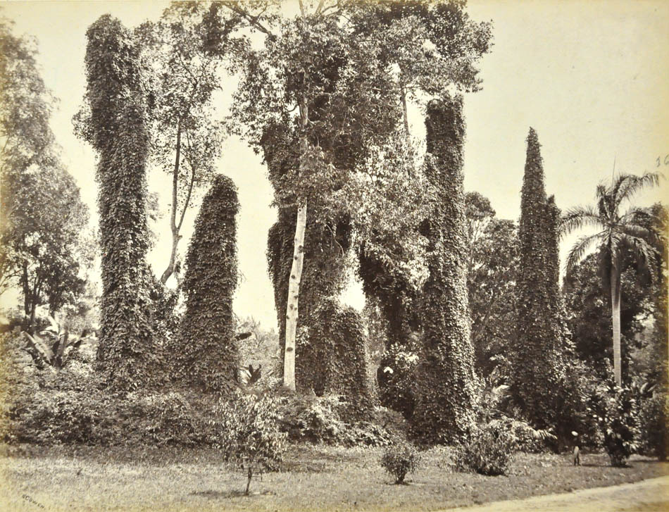 [Trees, Ceylon]