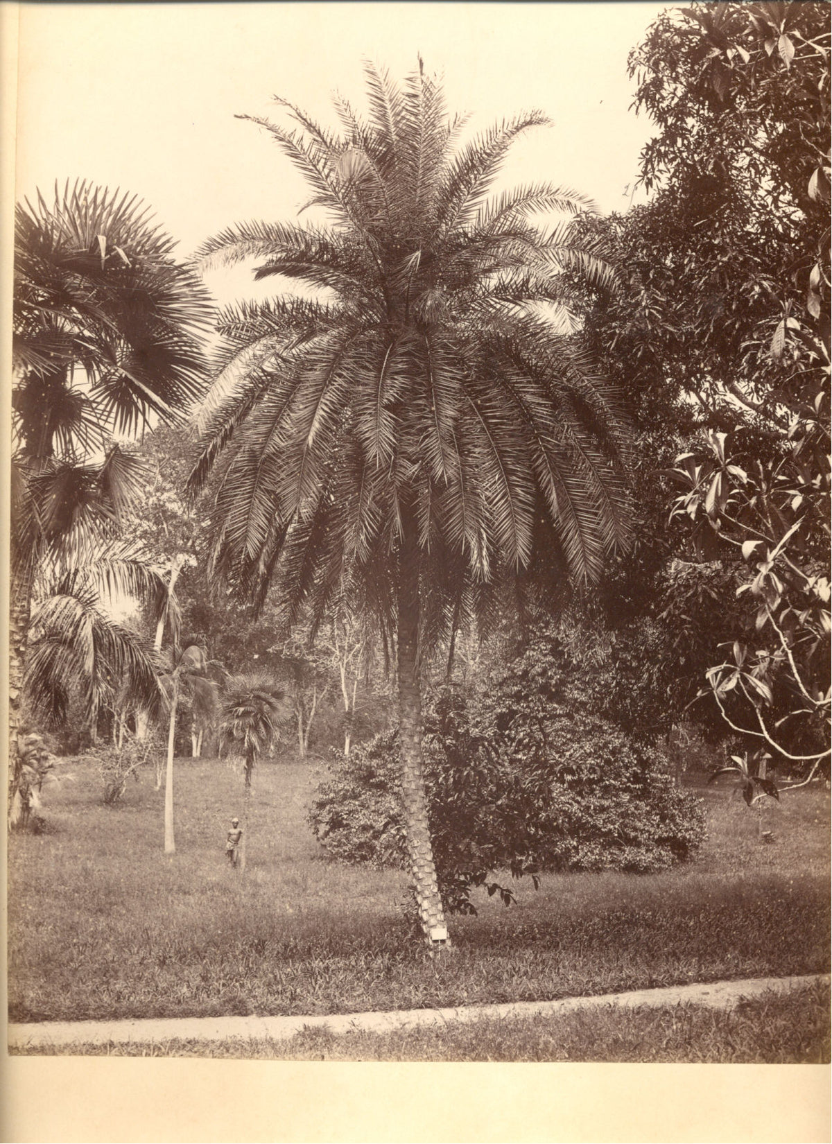 [Palm Tree].