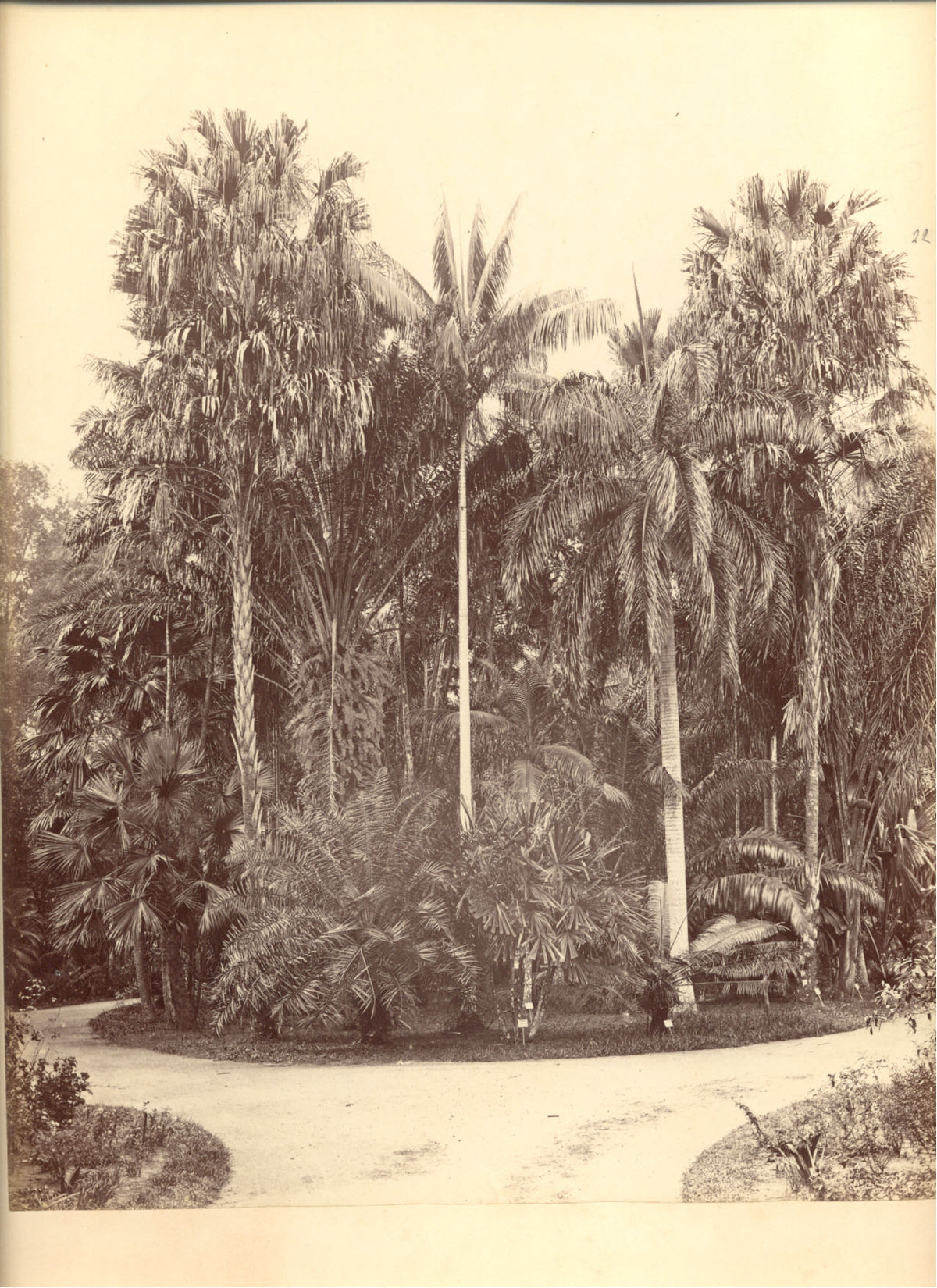 [Group of Palms in the Botanic Gardens, Peradeniya].