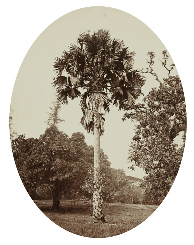 [Palm Tree].