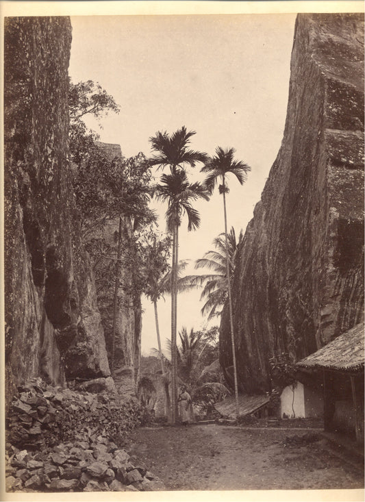 [Palms].