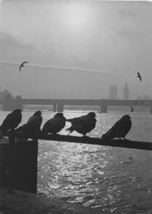 Seagulls. Embakment, London.