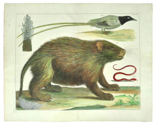 Copper plate engraving on chainlinked paper showing a porcupine, published in Amsterdam in 1735.