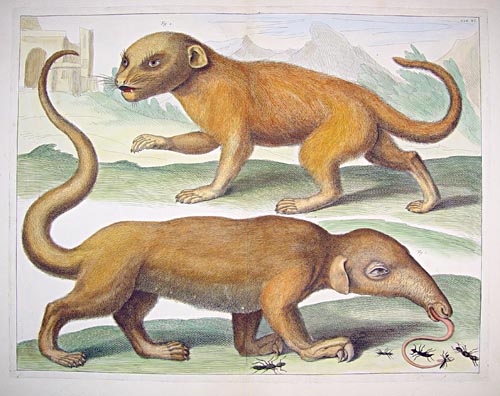 A fine copper plate engraving with fine later hand-colouring of an anteater and a mongoose by Albertus Seba. 