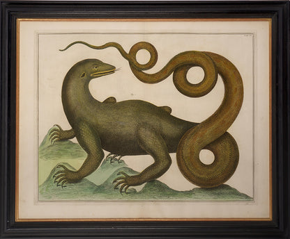 Copper plate engraving by Albertus Seba, published in Amsterdam in 1735.