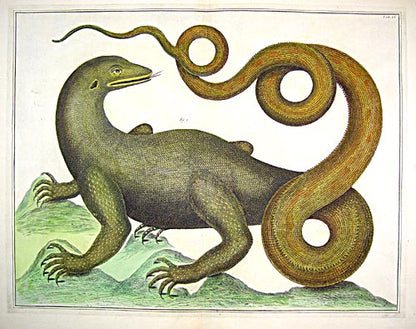 Copper plate engraving by Albertus Seba, published in Amsterdam in 1735.