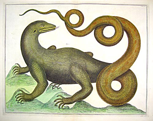 Copper plate engraving by Albertus Seba, published in Amsterdam in 1735.