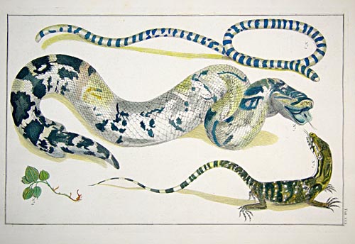 Copper plate engraving by Albertus Seba, published in Amsterdam in 1735.