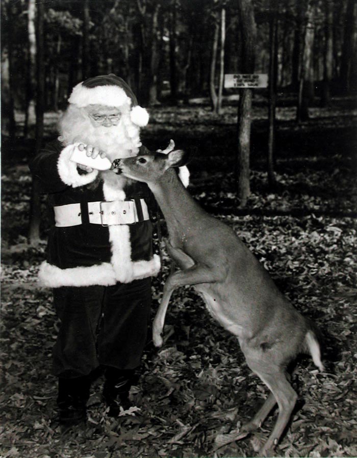 [Santa Claus with young reindeer]. Amerikanischer Nikolaus.