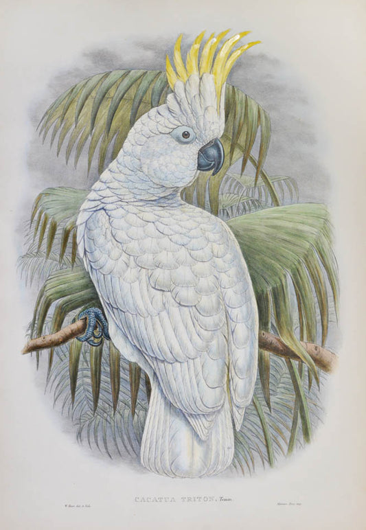 Cacatua Triton.