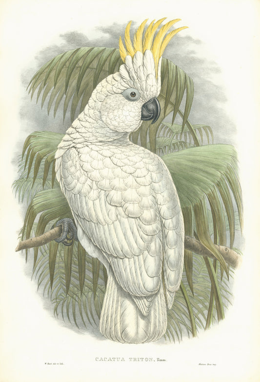 John Gould is widely considered the grearest and most ambitious of all Victorian ornithologists.