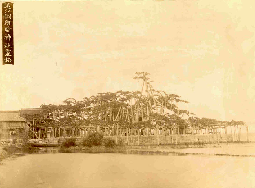 [Giant Pine Tree].