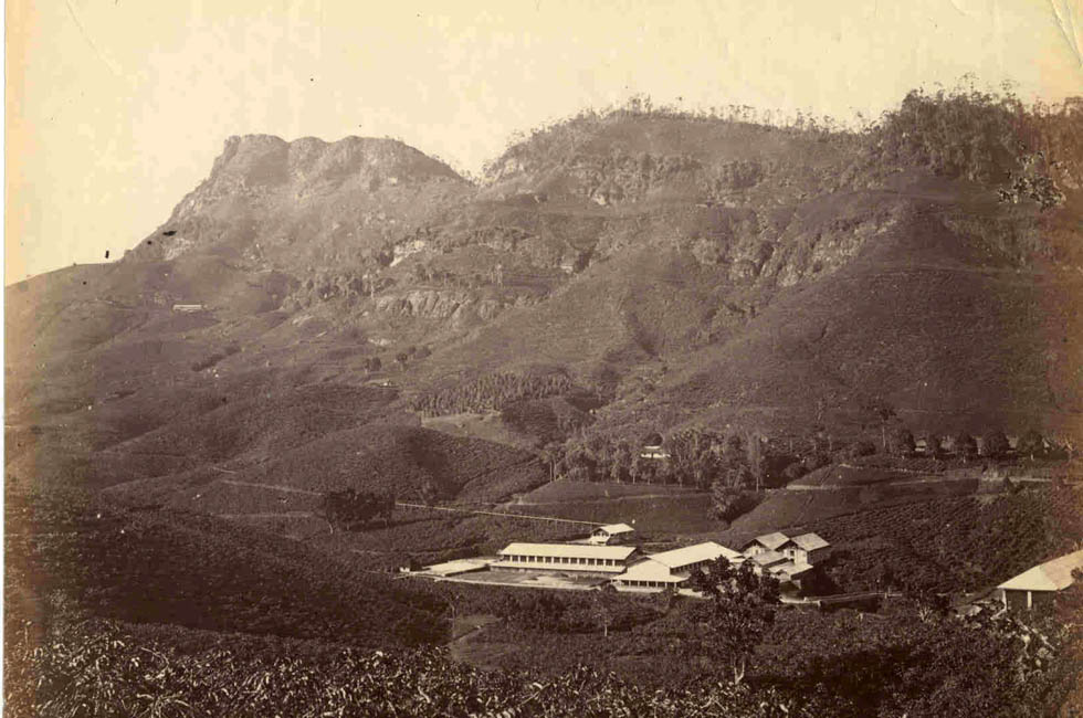 [Tea Plantation].<br />