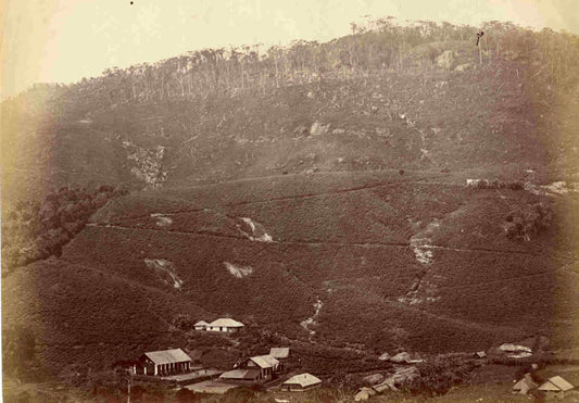 [Tea Plantation].<br />