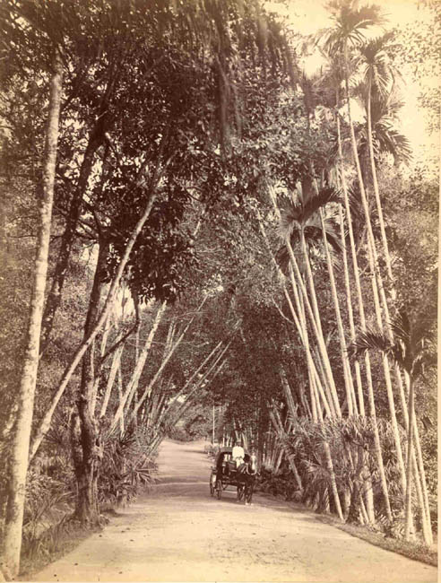 [Avenue with Palms].