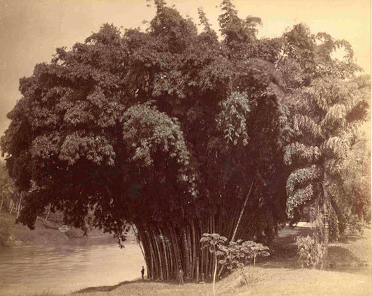[Bamboos Beside the Mahaweli Ganga at Peradeniya].