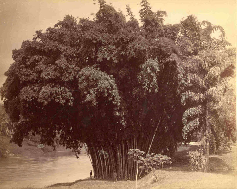 [Bamboos Beside the Mahaweli Ganga at Peradeniya].