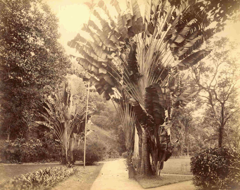 [Peradeniya Botanical Garden].