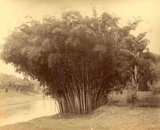 [Giant Bamboo, Peradeniya Botanical Garden].