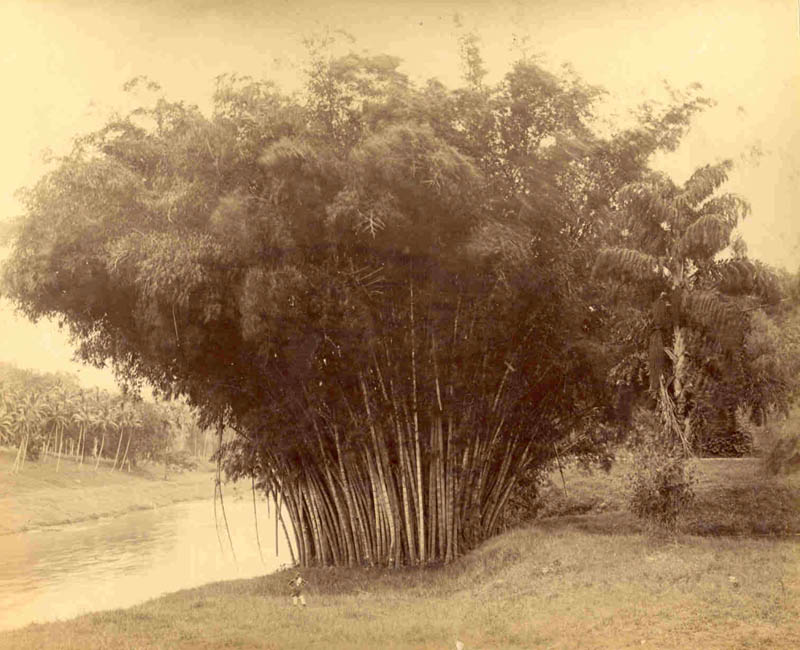[Giant Bamboo, Peradeniya Botanical Garden].