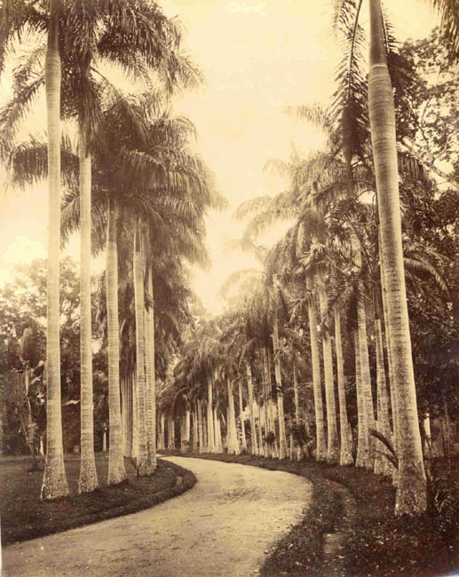 [Palm Trees].
