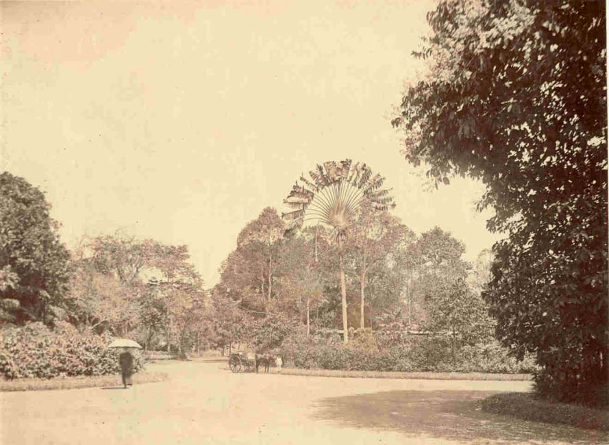 [Peradeniya Botanical Park].