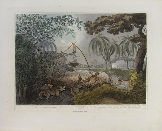 The Common Wolf Trap.