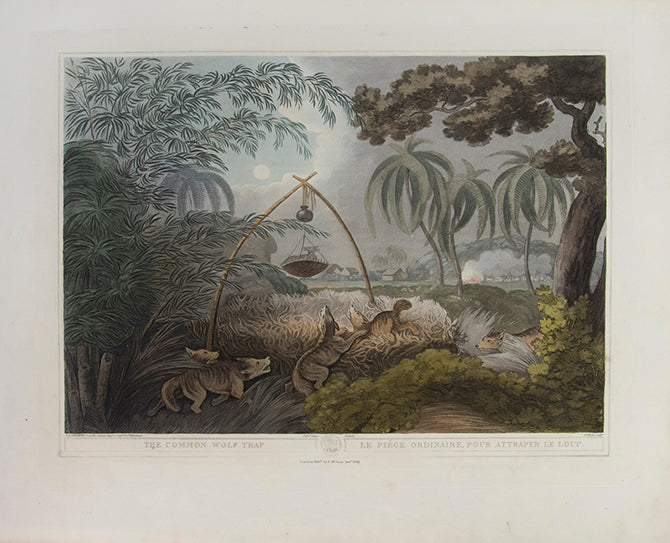 The Common Wolf Trap.