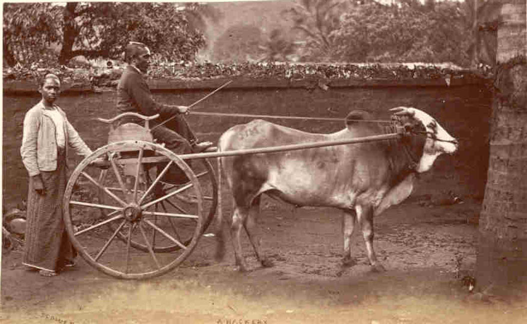 [Bullock Cart].