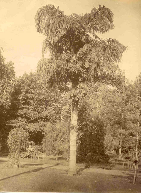 [Palm Tree].