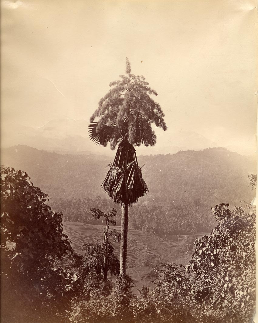 [Palm Tree].