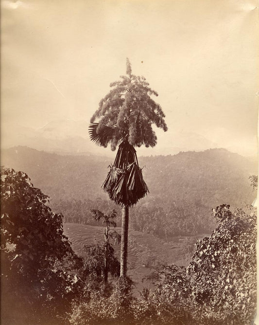 [Palm Tree].