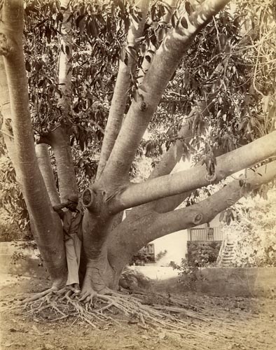 [Man under rubber tree.].