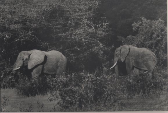 [Elephants].
