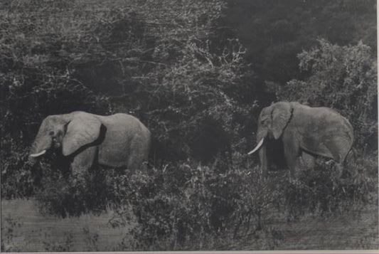 [Elephants].