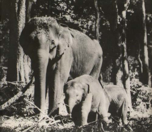 [Asian Elephants].
