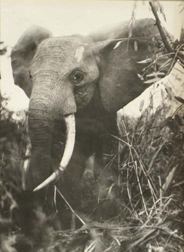 [Elephant].
