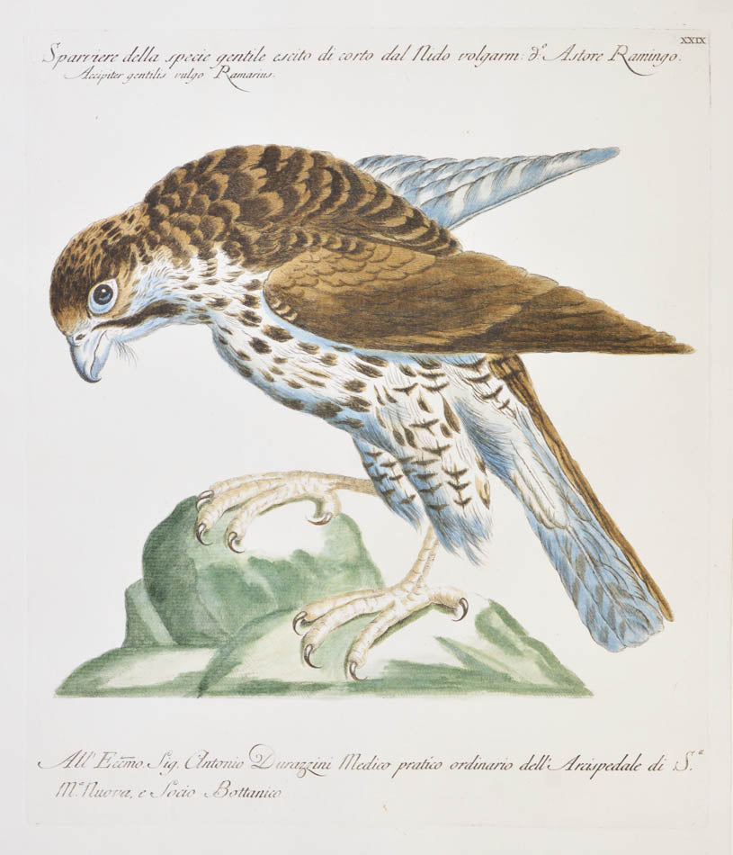 Plate XXIX. Sparviere della specie gentile escito di corto dal Nido volgarm. publisher Giuseppe Vanni, Florence.