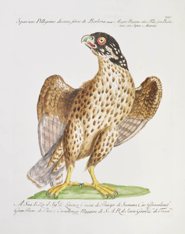 Plate XXV. Sparviere Pellegrino diverso, forse di Barberia. Accipiter Peregrinus aluis, Falco forte Barbaricus, sive Scyyicus Auctorum.