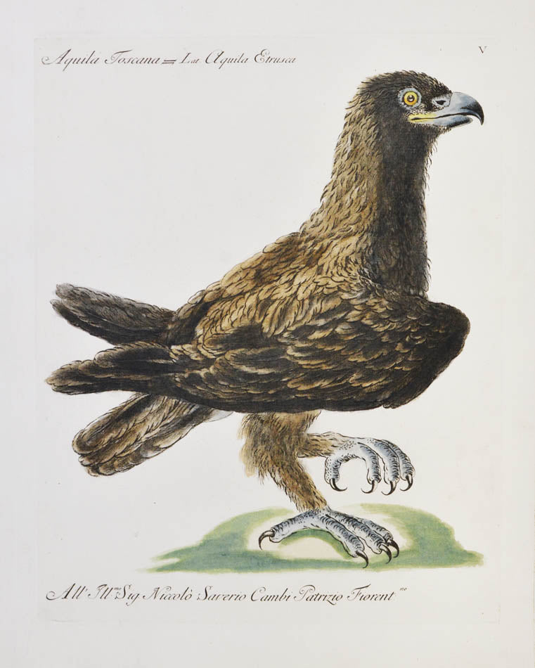 Plate V. Aquila Toscana. Lat. Aquila Estrusca.<br />Publisher Giuseppe Vanni, Florence.