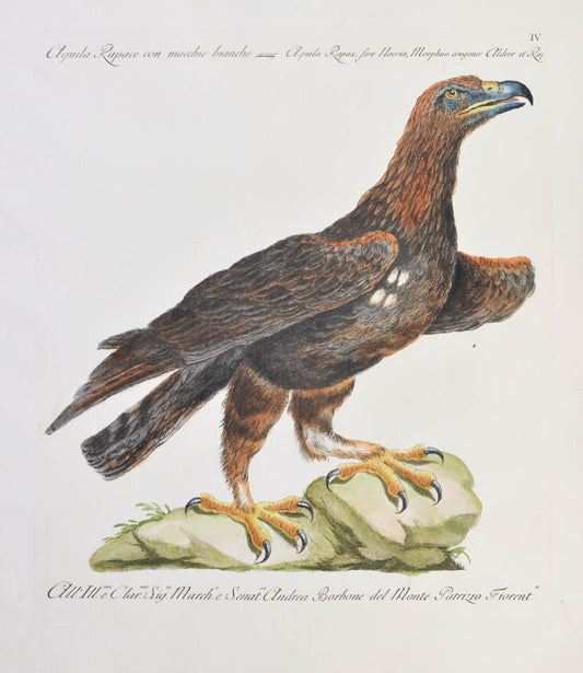 Plate IV. Aquila Rapace con macchie bianche. Aquila Rapax, sive Naevia, Morphno congener Aldrov et Raj. Publisher Giuseppe Vanni, Florence.